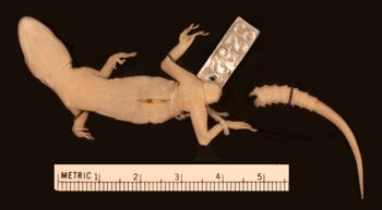 Media type: image;   Herpetology R-3252